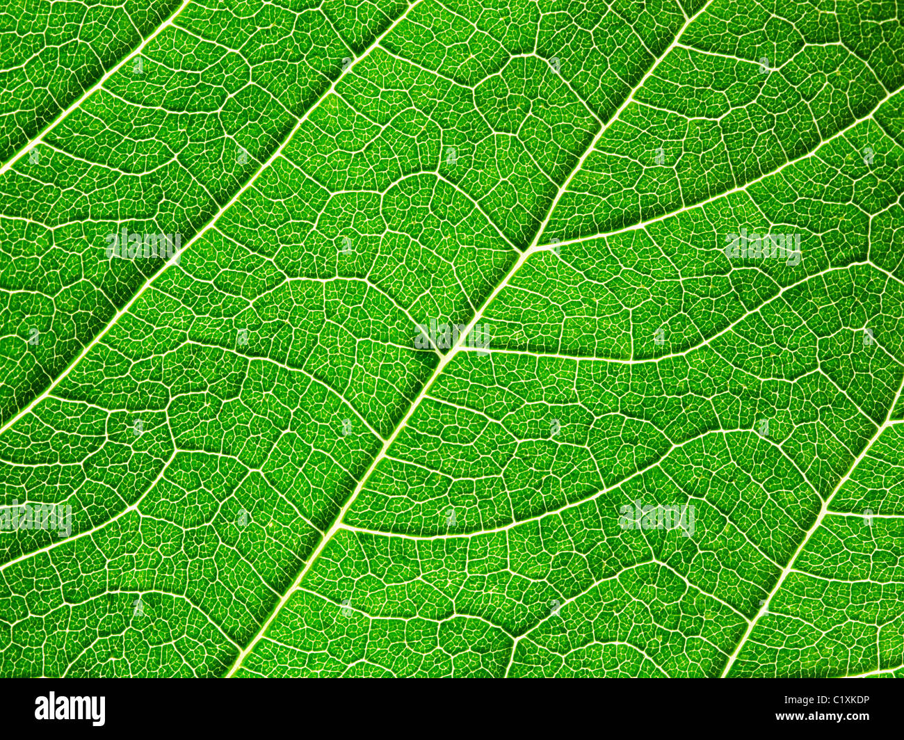 Texture created by the detail of a large green leaf Stock Photo