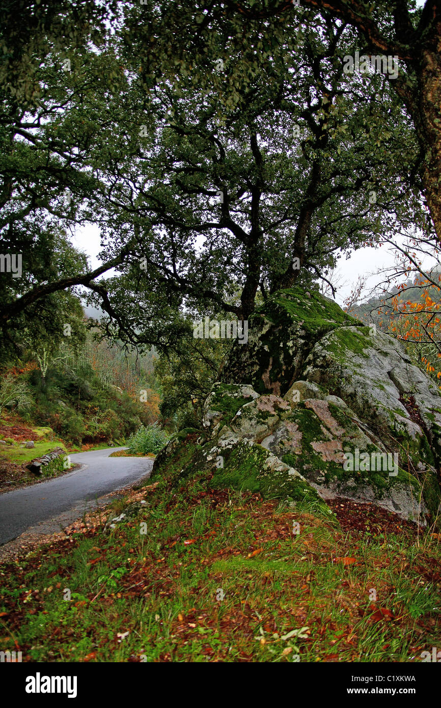 View of some road and surrounding vegetation and trees on the natural