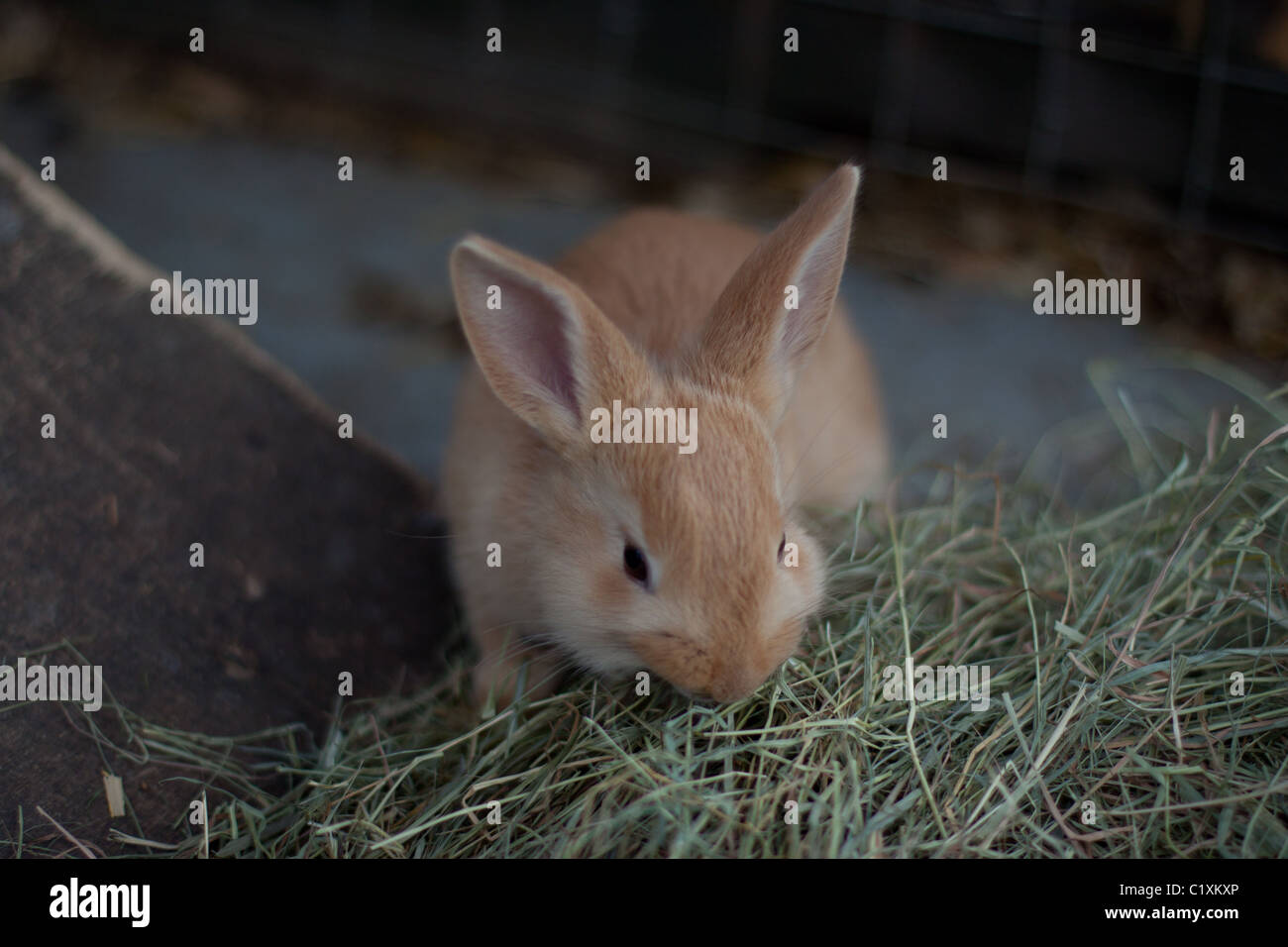 Brown Rabbit Stock Photo