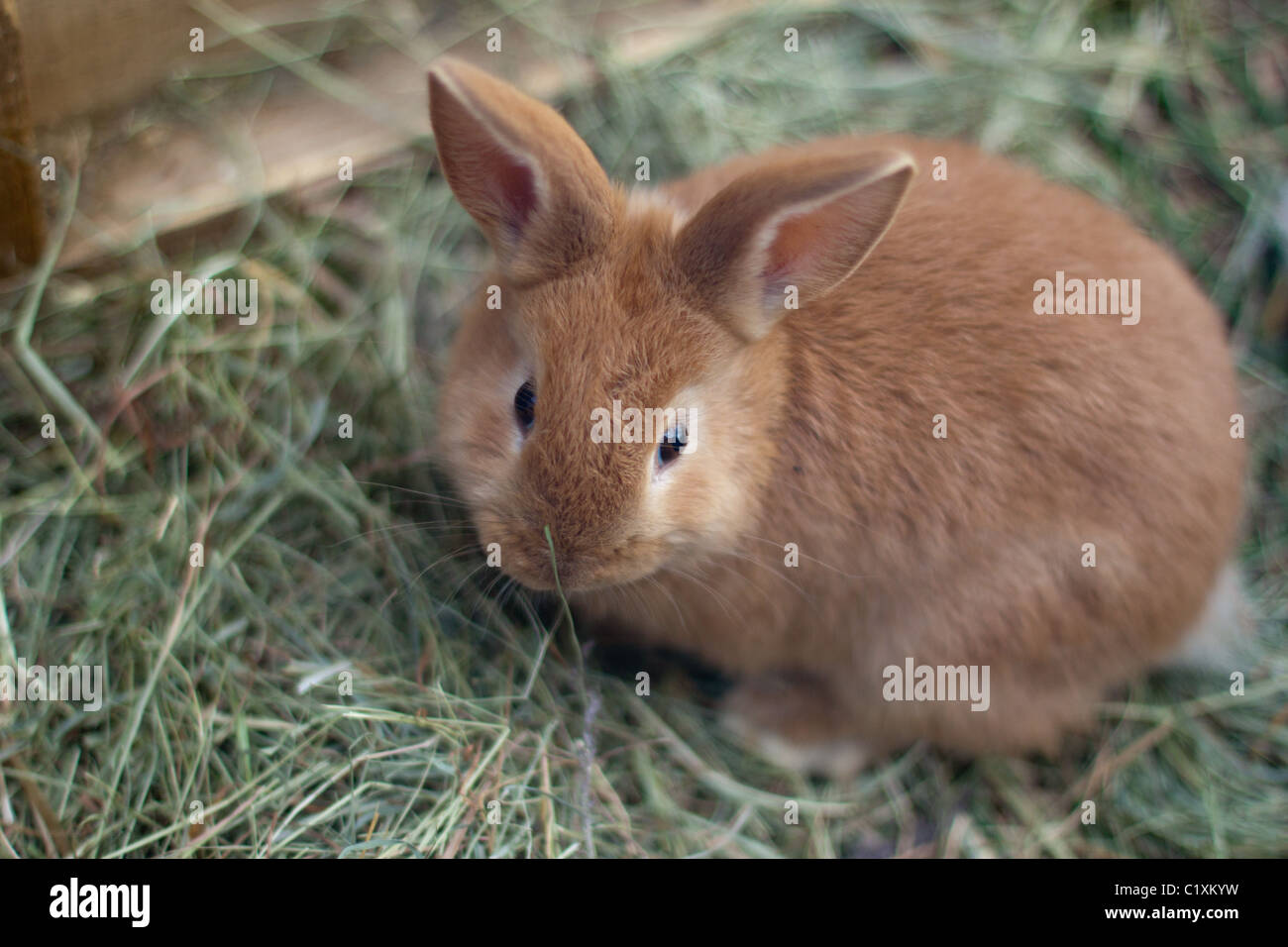 Brown Rabbit Stock Photo