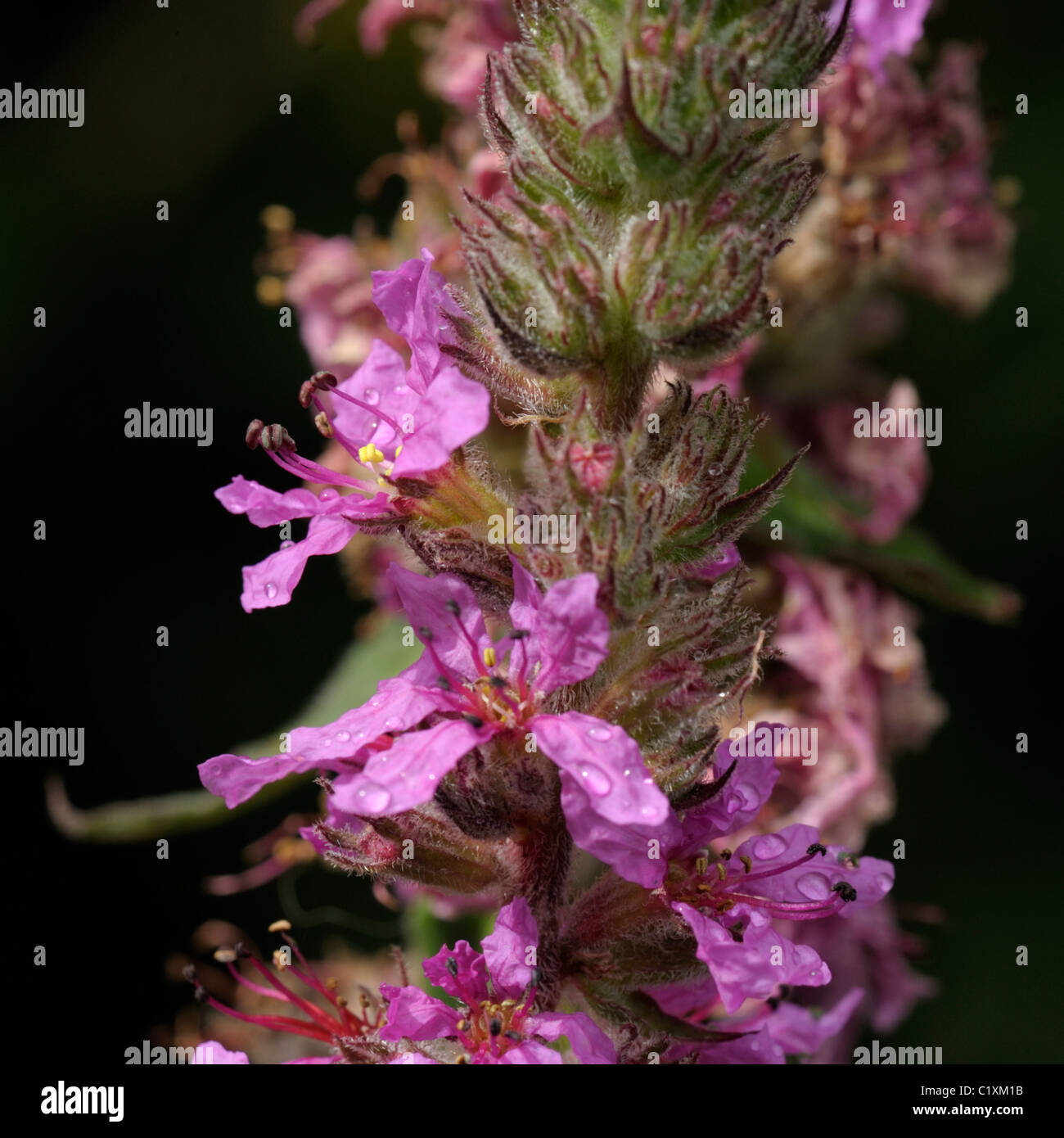 Purple-loosestrife, lythrum salicaria Stock Photo