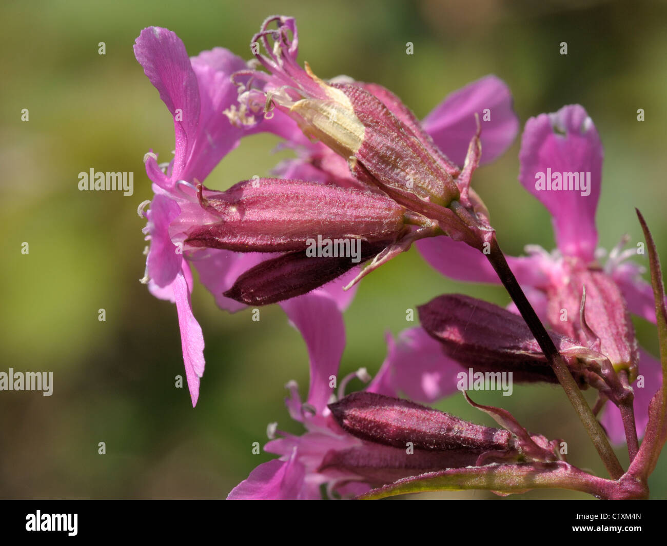 Sticky Catchfly flower, Lychnis viscaria Stock Photo