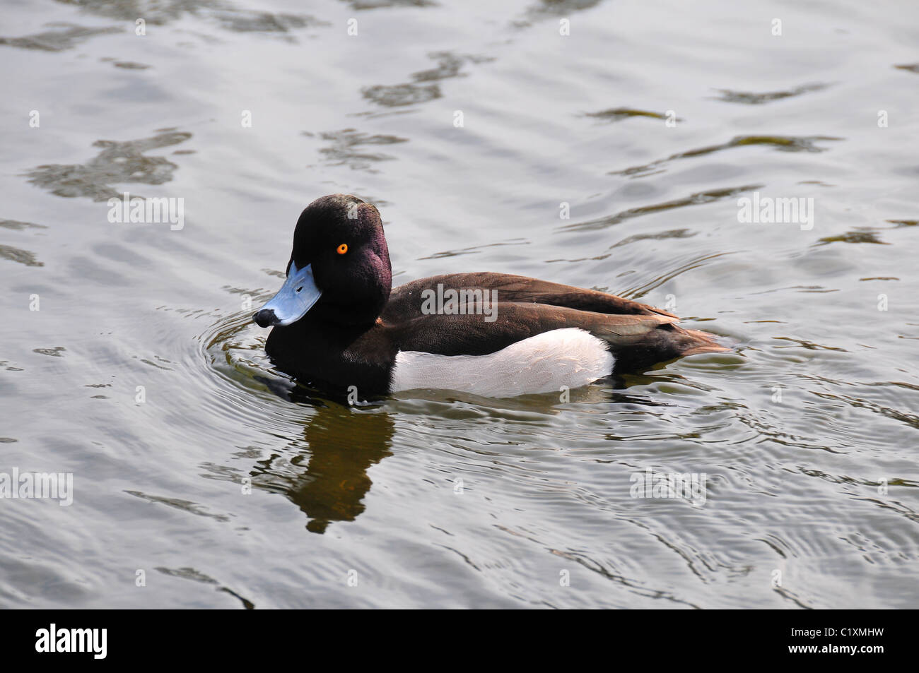 Duck looking left hi-res stock photography and images - Alamy