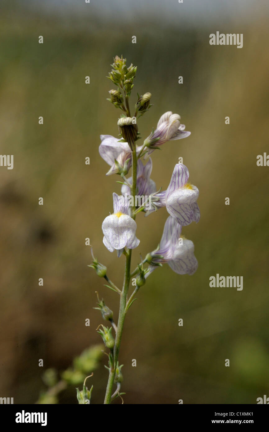 Pale Toadflax, linaria repens Stock Photo