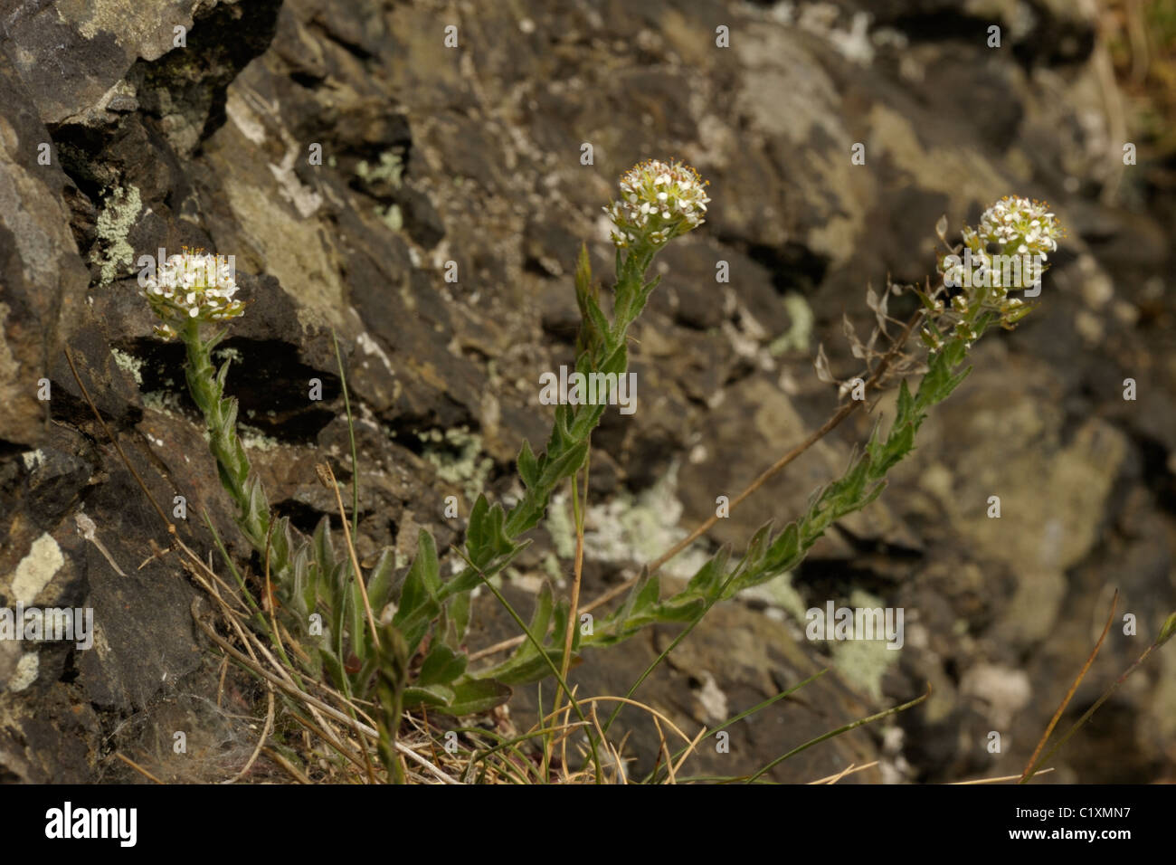 Smith's Pepperwort, lepidium heterophyllum Stock Photo