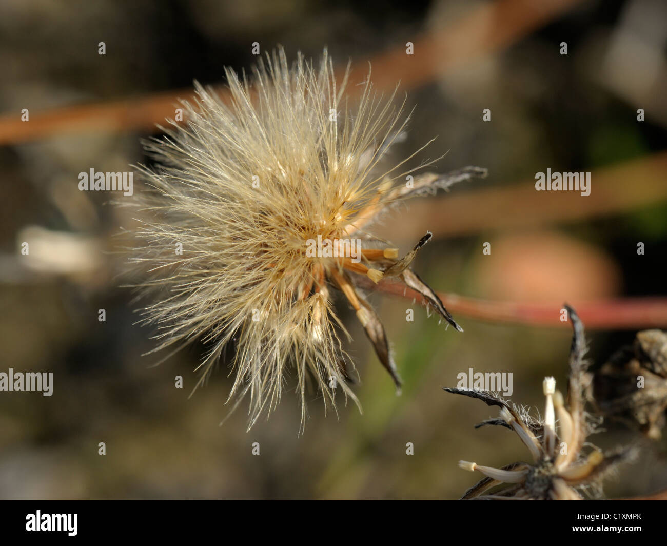 Lesser Hawkbit seedhead, leontodon saxatilis Stock Photo