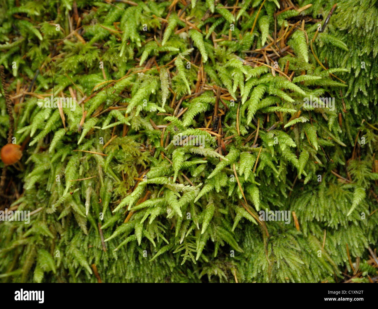 Hypnum cupressiforme, Cypress leaf Plait moss Stock Photo