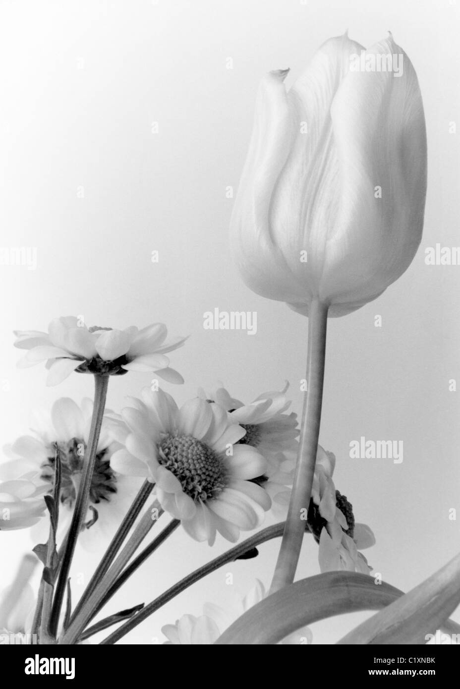 Tulips and daisies Black and White Stock Photos & Images - Alamy