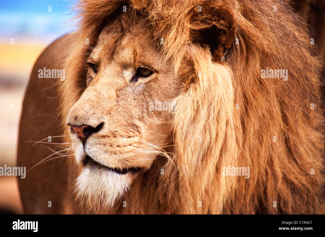 Captive african lion panthera hi-res stock photography and images - Alamy