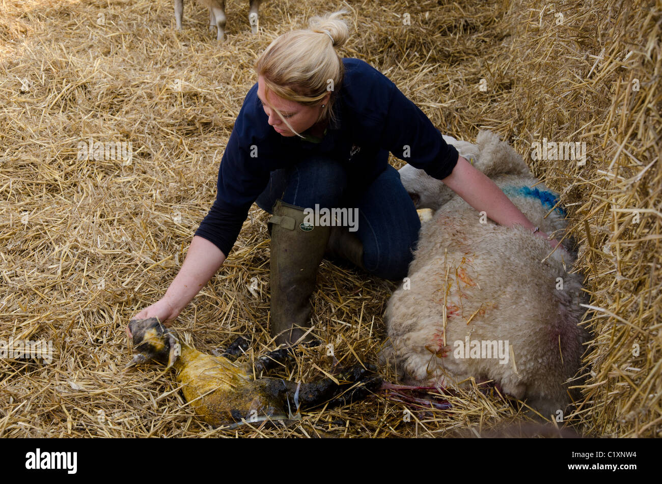 One of the ewes was struggling with giving birth and needed a helping hand. She gave birth to twins! Stock Photo