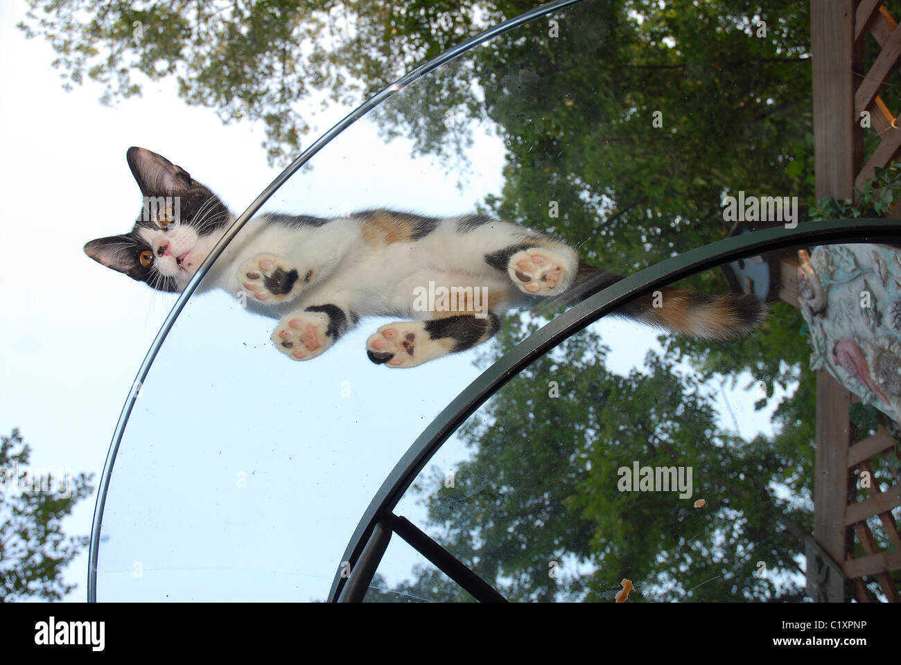 Calico Kitten on glass table outdoors USA Stock Photo