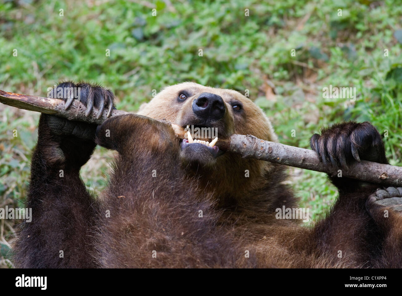 Brown Bear Ursus arctos Bavarian Forest National Park Germany Stock ...
