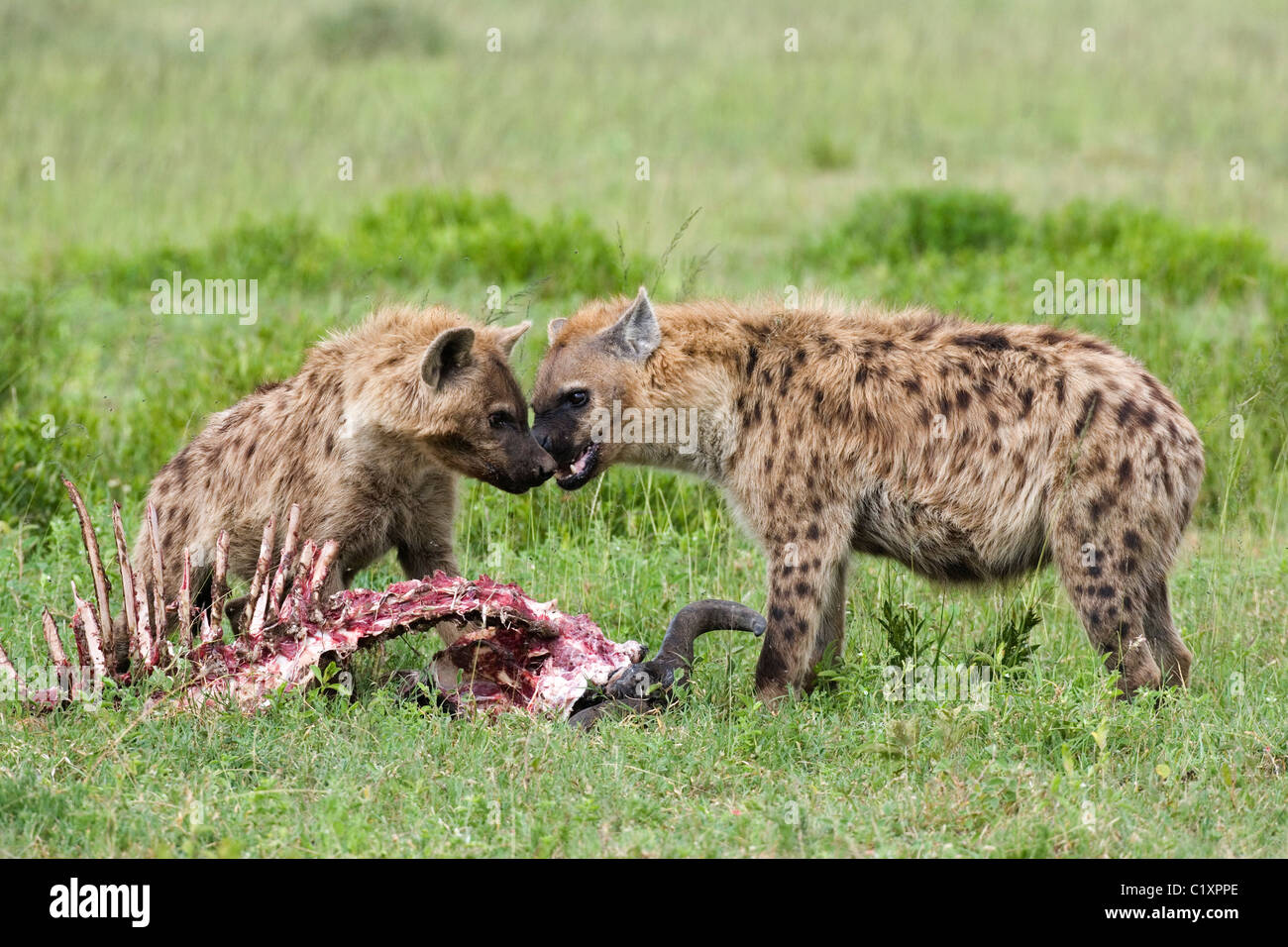 Spotted Hyenas Crocuta crocuta eating carcass of recent kill Serengeti Tanzania East Africa Stock Photo