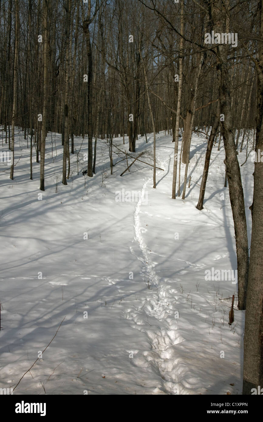 White-tailed Deer Odocoileus virginianus trail through deciduous forest Quaking Aspen Populus tremuloides Winter N Michigan USA Stock Photo