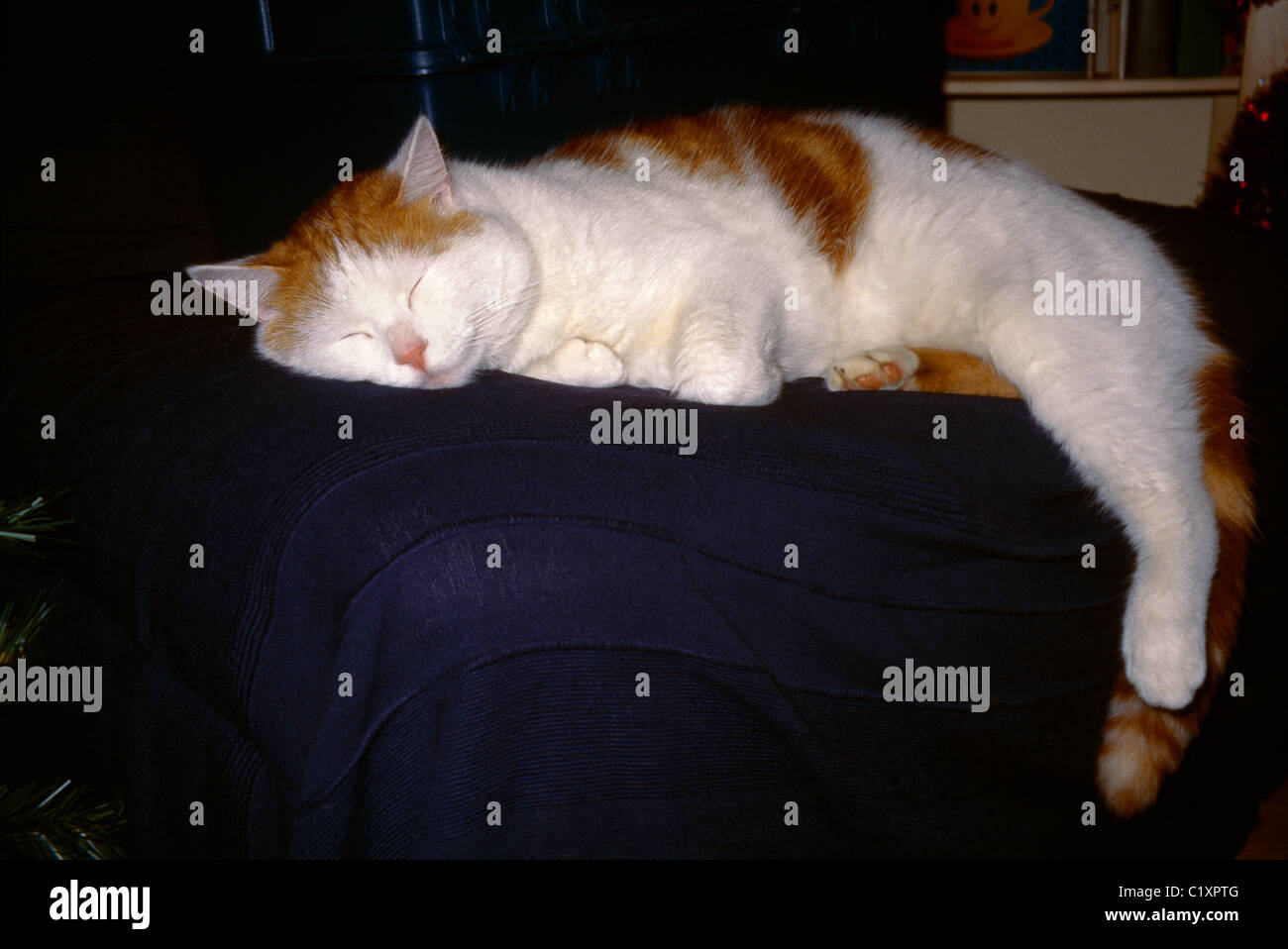 Sleeping Cat Ginger & White Tom Stock Photo