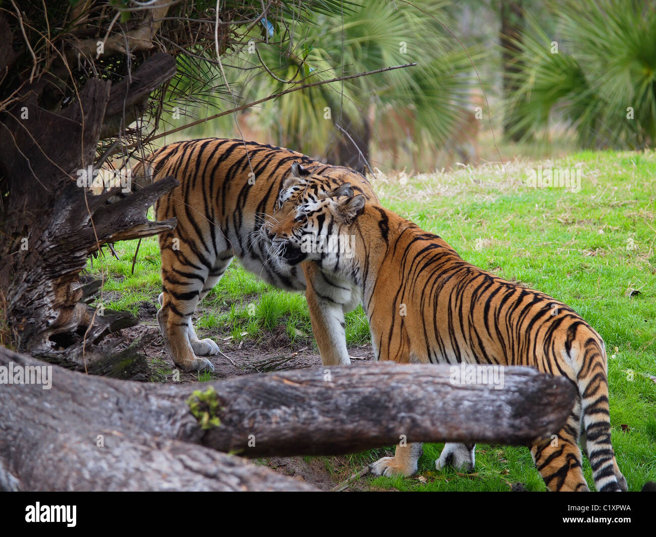 Tigers Gazing in Unison Stock Photo