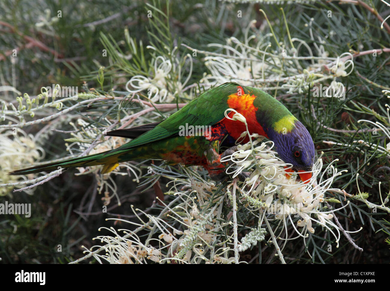 lorikeet feeding