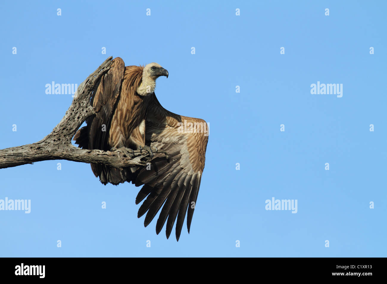 Whitebacked vulture perched with one wing open Stock Photo