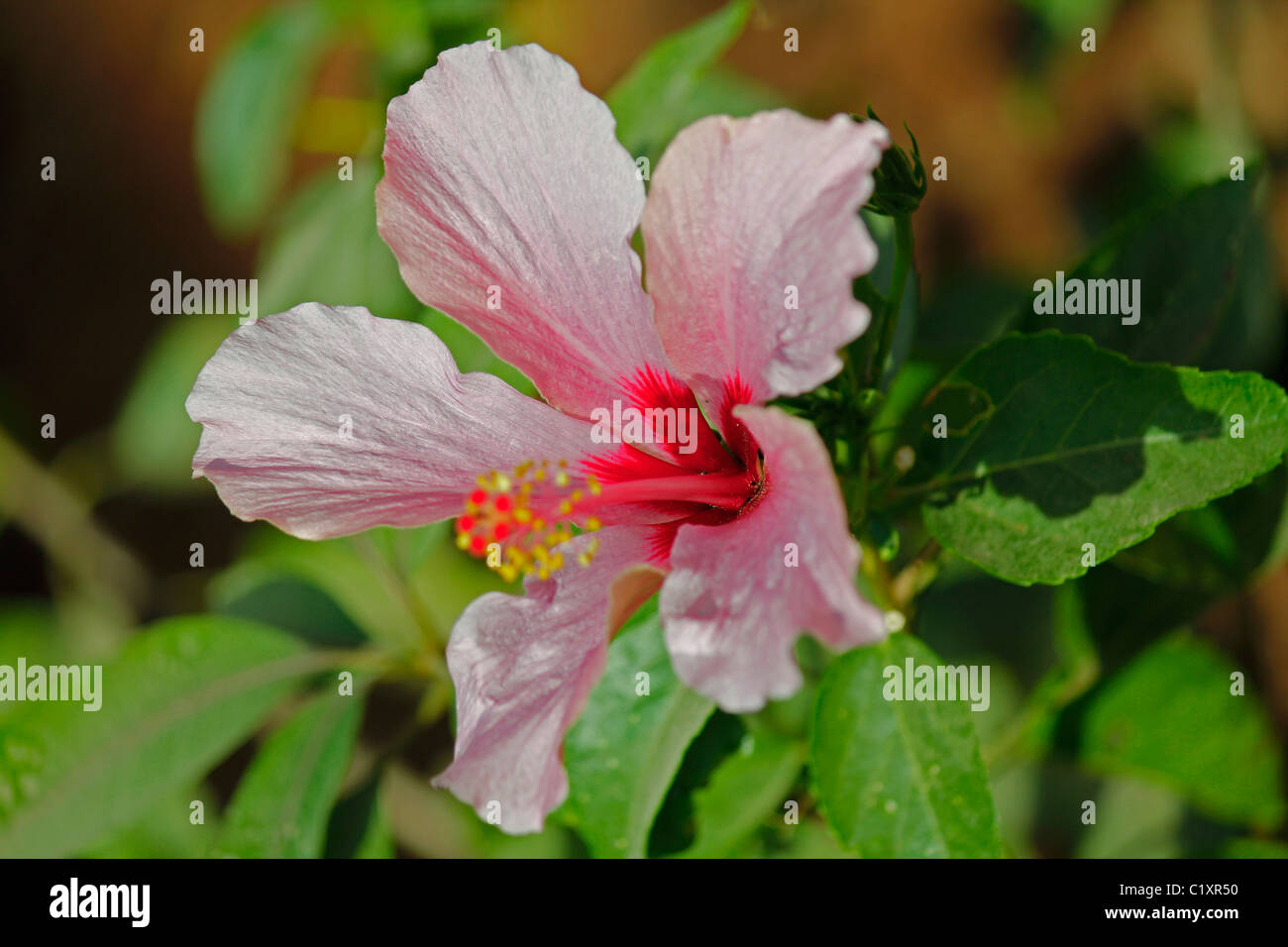 Hibiscus rosasinensis, Light Pink China Rose, Chinese hibiscus Stock