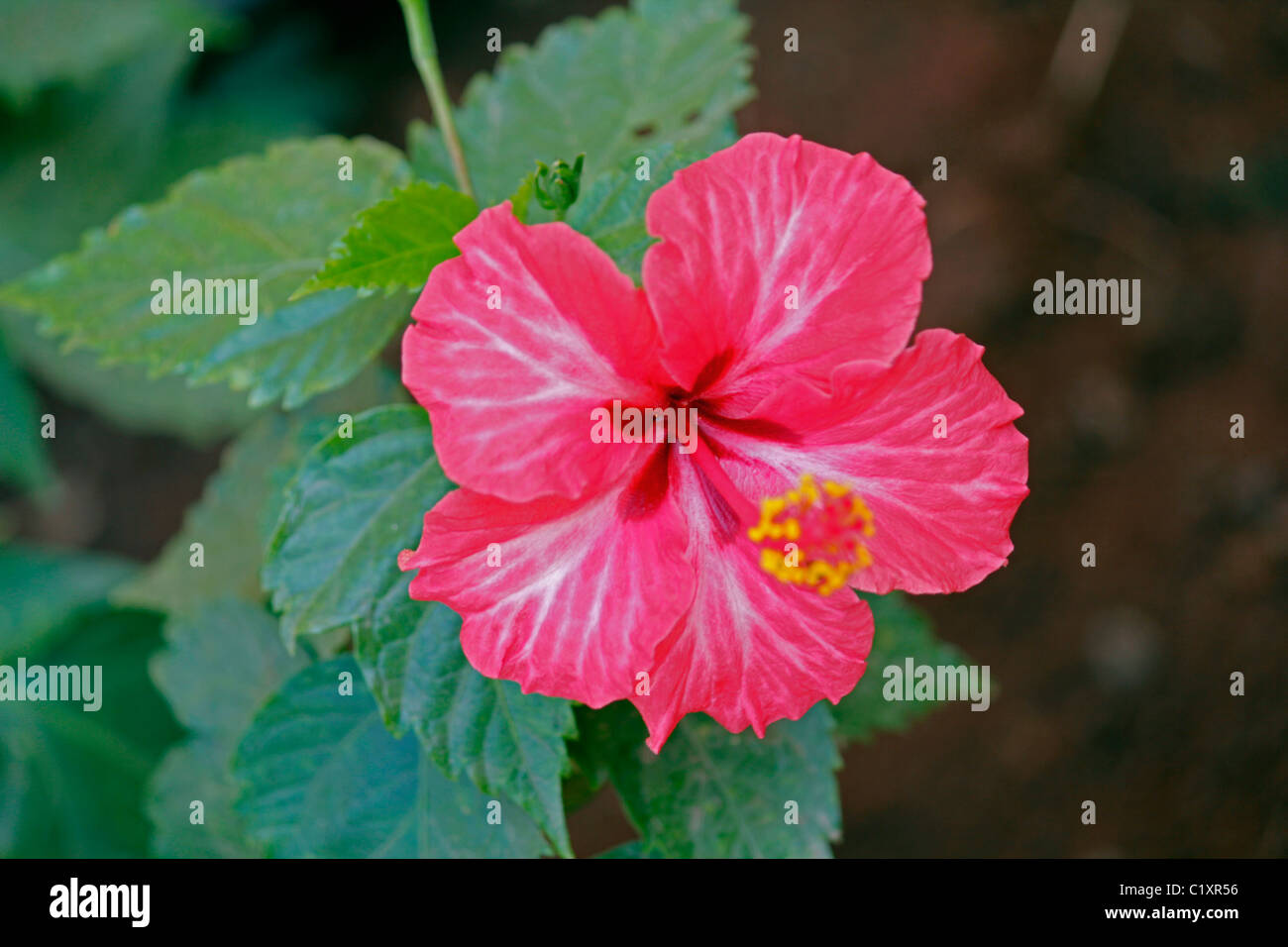 Hibiscus hibiscus flower flowers flowers shrubs shrub shrub shrubs