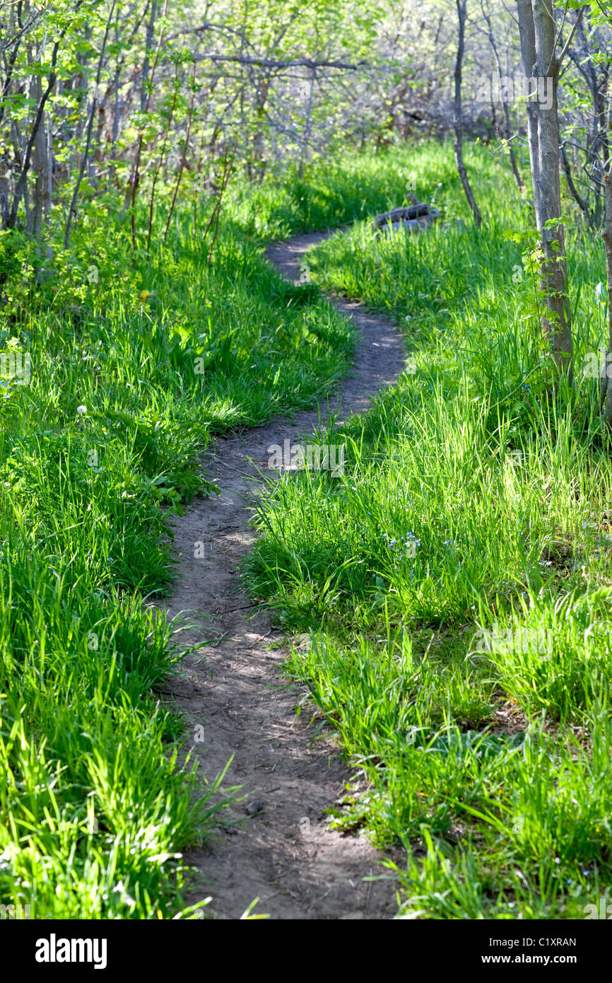A dirt path curving through green grass and scrub forest, Wasatch Range ...