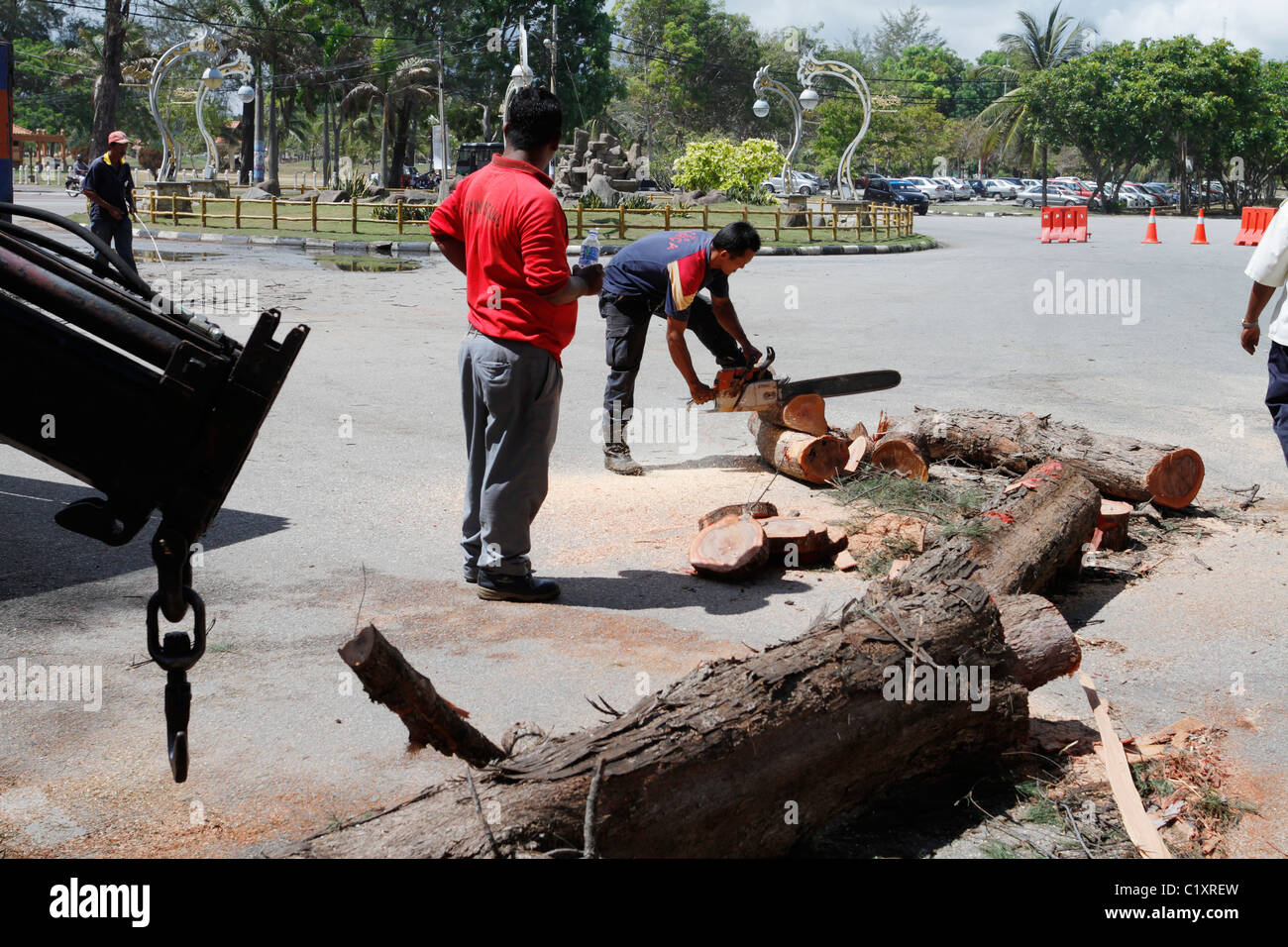 Man cutting down tree chainsaw hi-res stock photography and images - Alamy
