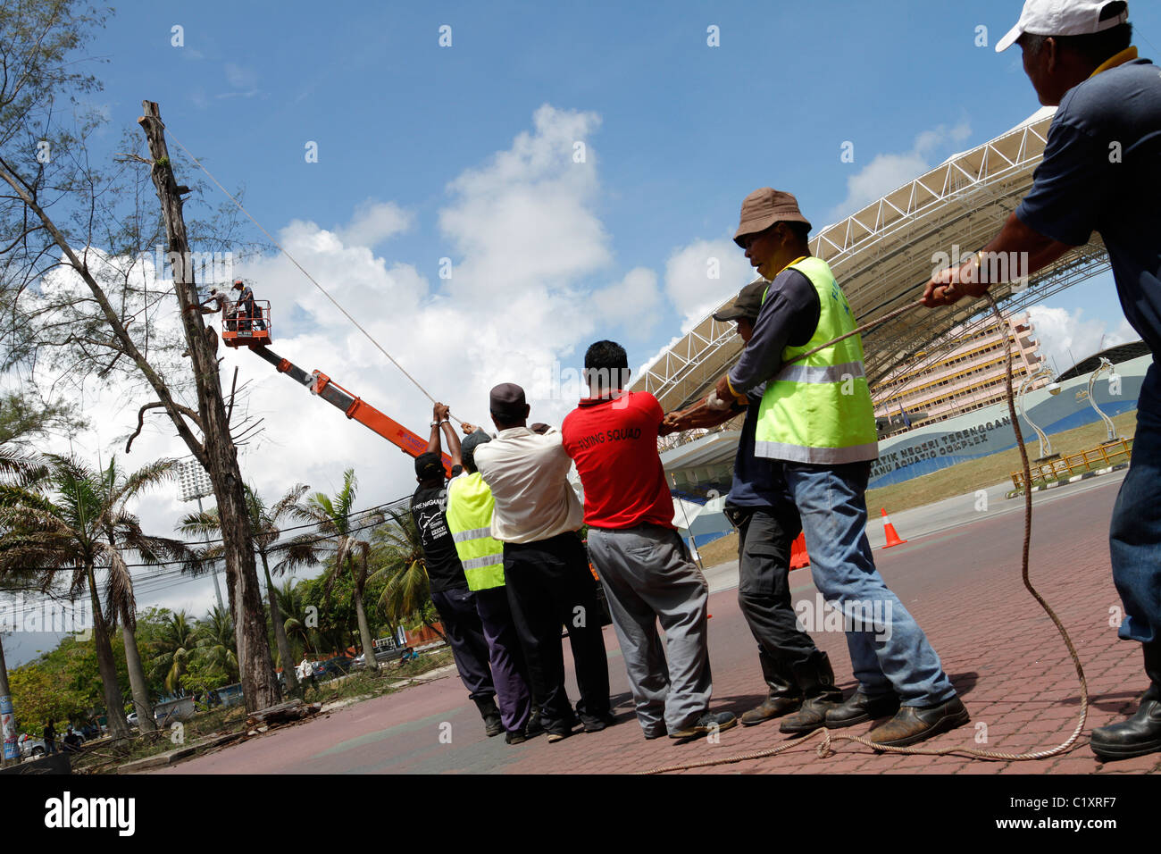 Teamwork in cutting down a tree - Malaysia. Stock Photo