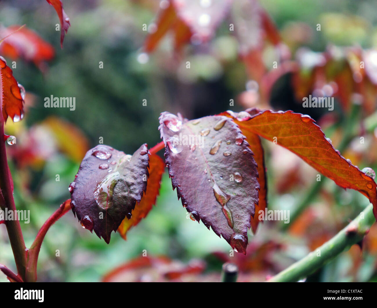 Plane of a few drops of rain in a few leaves of rose-bush Stock Photo