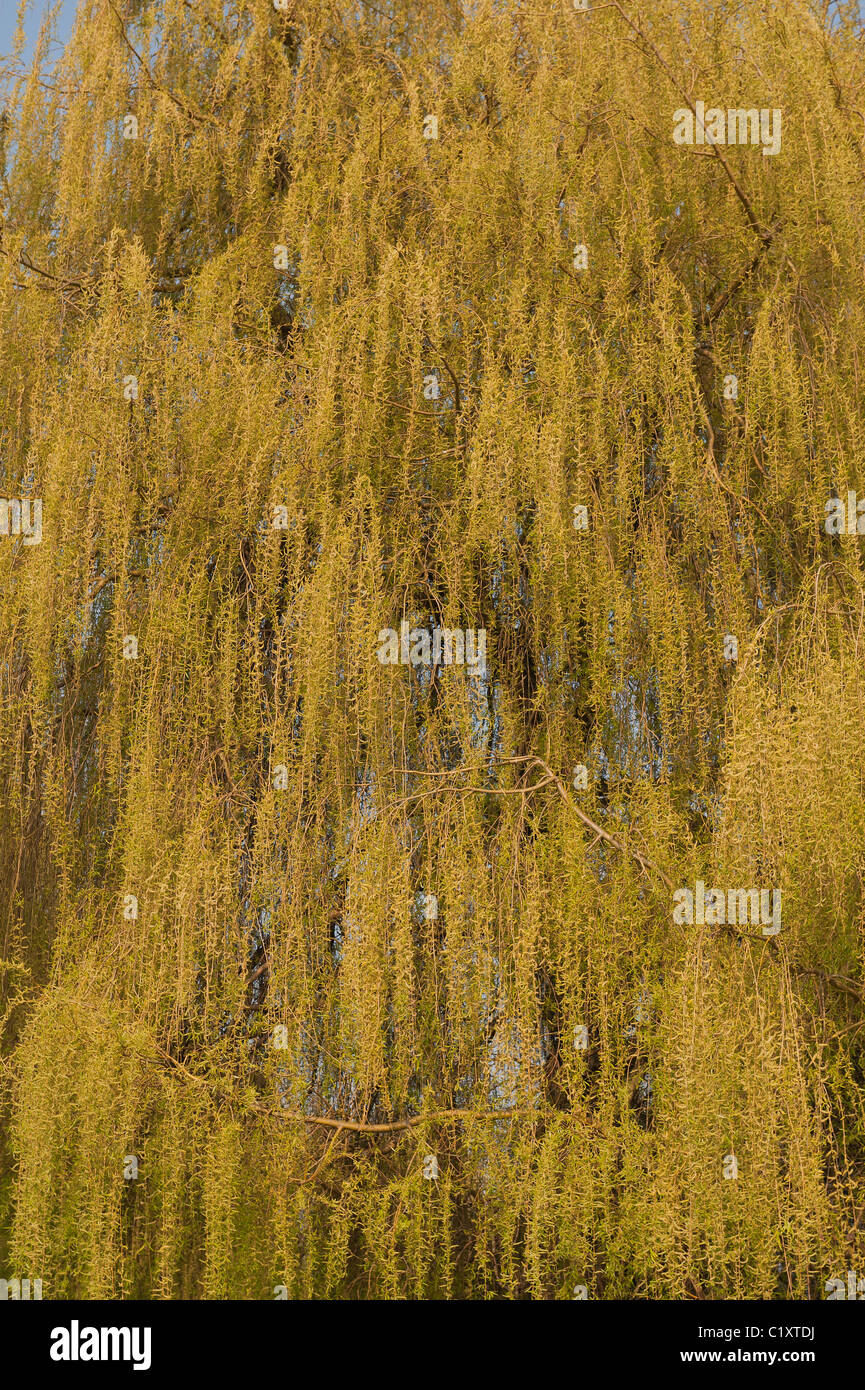Golden Weeping Willow  Salix alba tristis many hanging twisted branches with new leaves and catkins in springtime Stock Photo