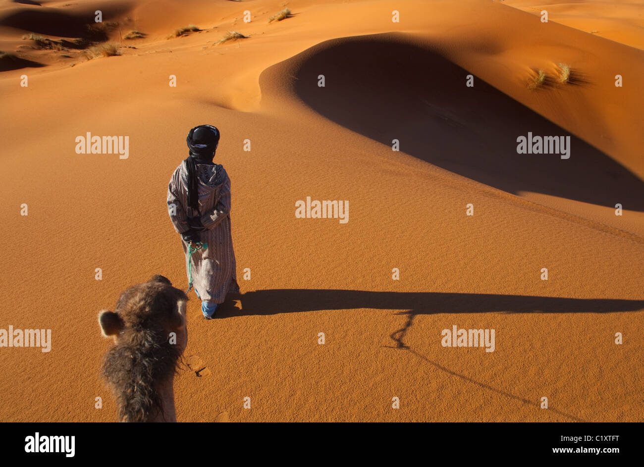 Camels on the Erg Chebbi snd dunes on the edge of the Sahara desert Stock Photo