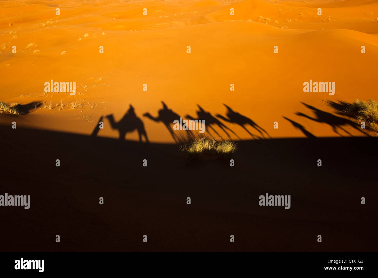 Camels on the Erg Chebbi snd dunes on the edge of the Sahara desert Stock Photo