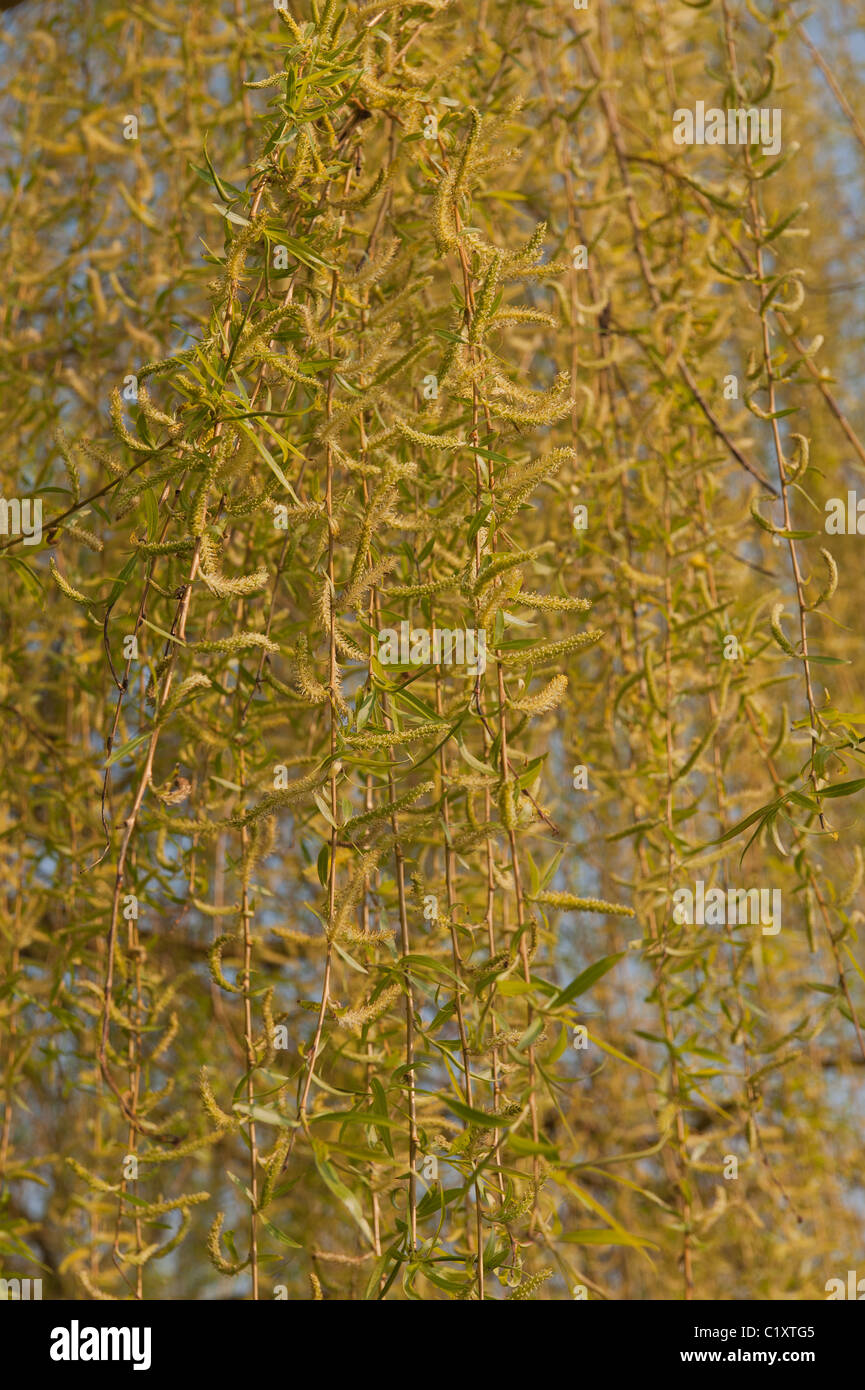 Golden Weeping Willow  Salix alba tristis many hanging twisted branches with new leaves and catkins in springtime Stock Photo