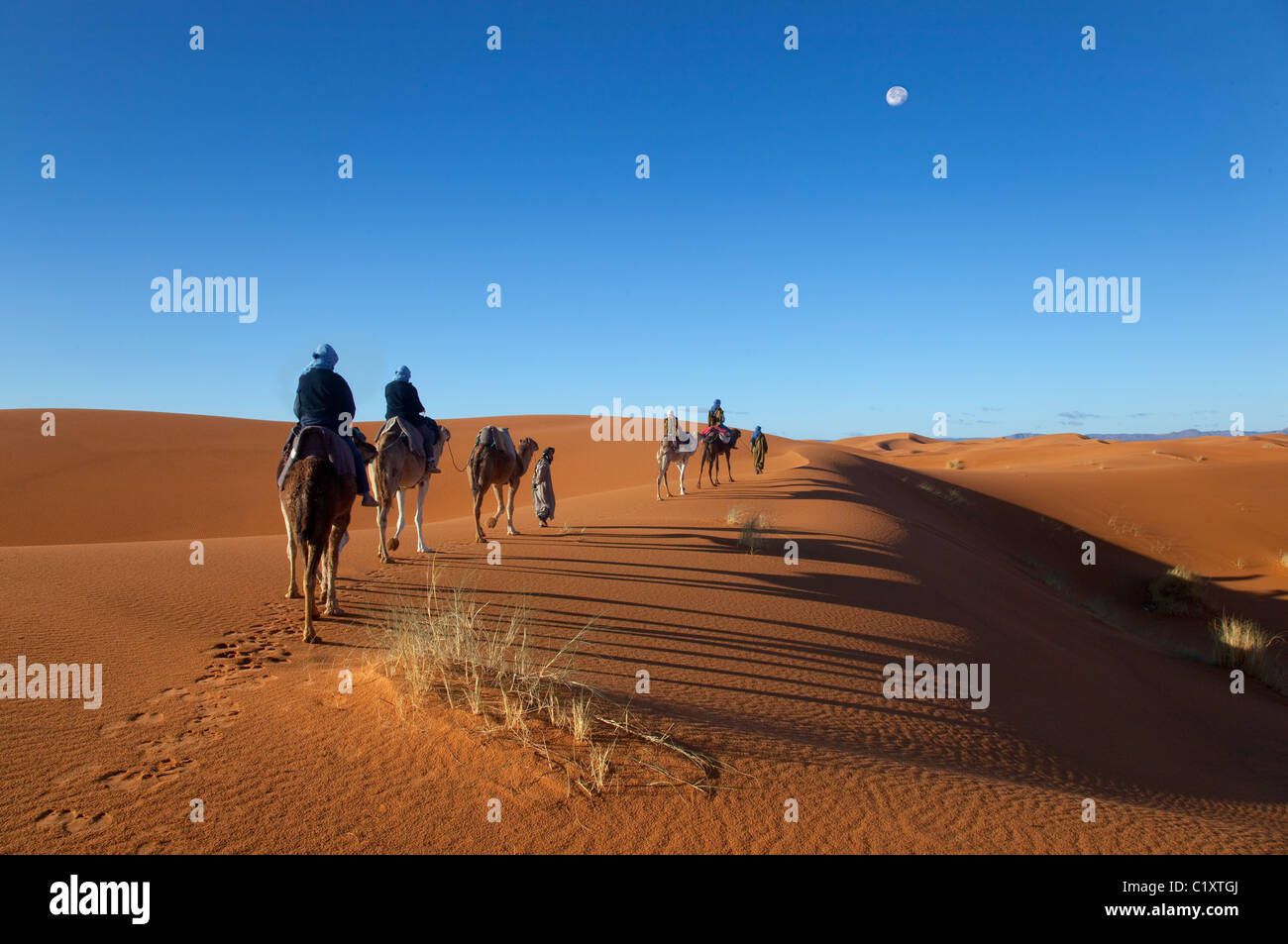 Camals at Dawn Erg Chebbi Dunes Sahara Desert Morocco North Africa March Stock Photo