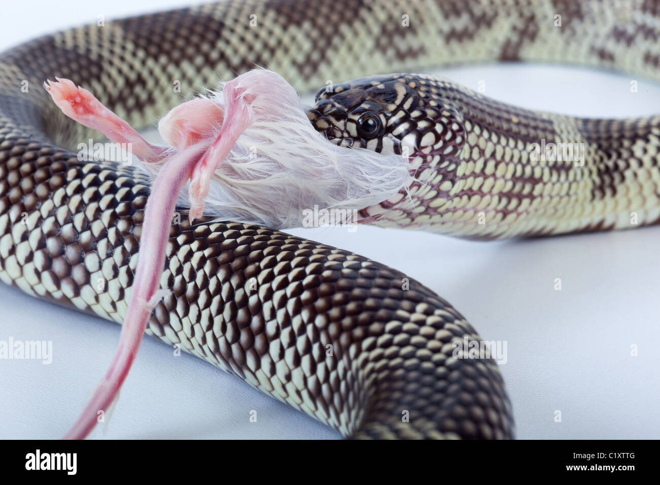 Goins King Snake Lampropeltis getulus goini eating dead mouse Stock Photo