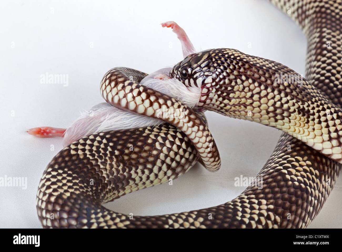 Goins King Snake Lampropeltis getulus goini eating dead mouse Stock Photo