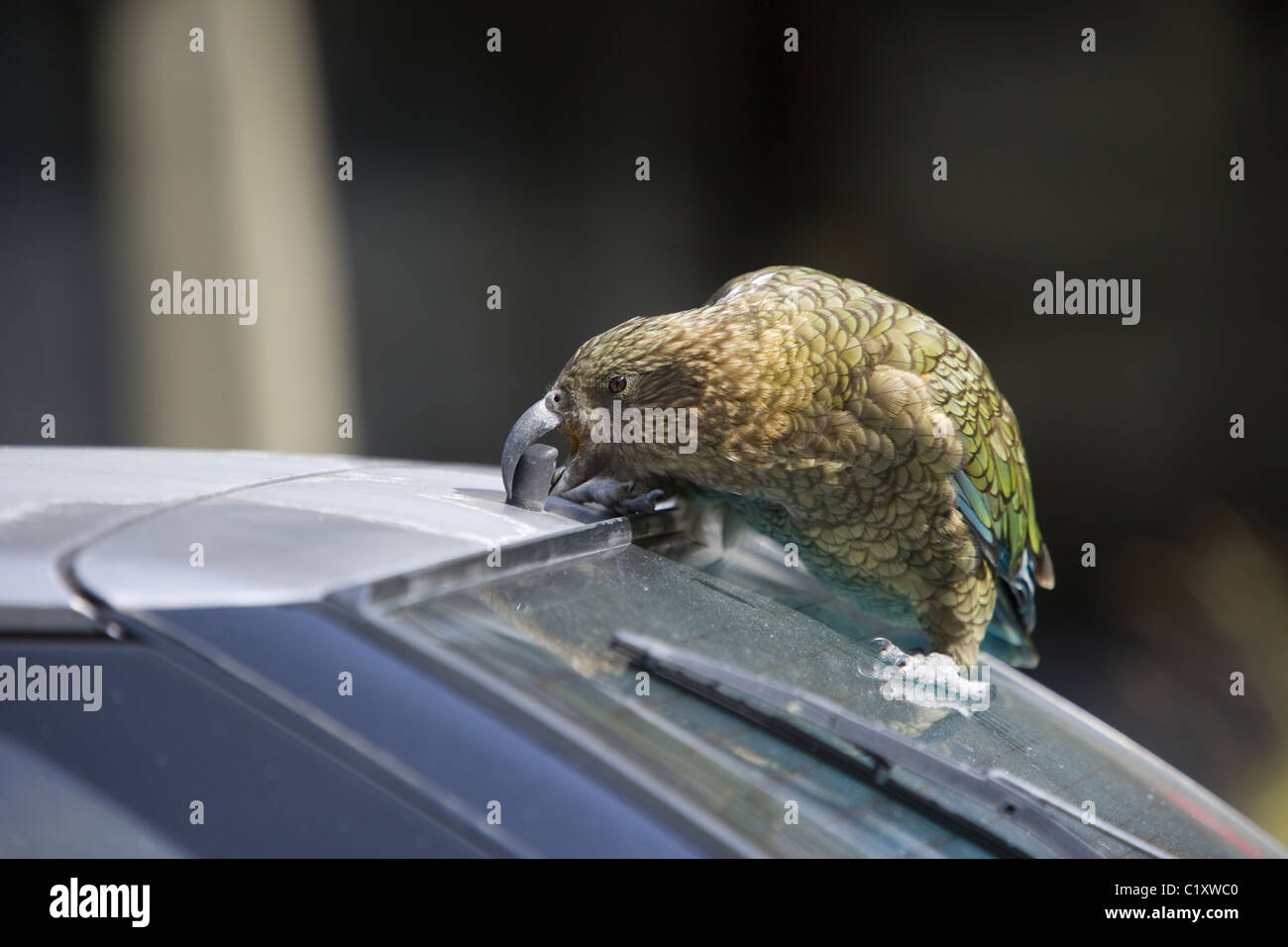 Kea, New Zealand Stock Photo