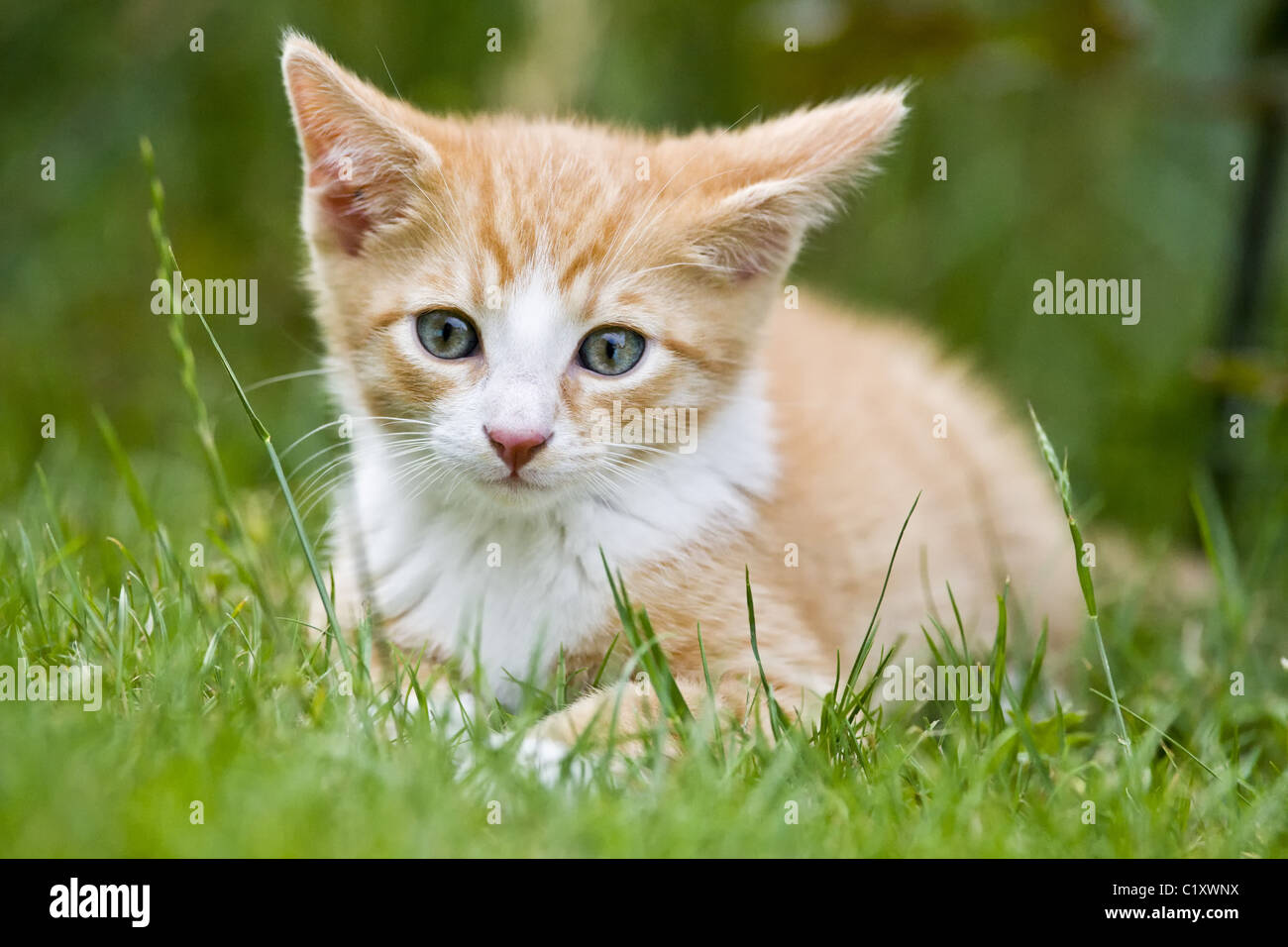 European Shorthair kitten in garden Stock Photo Alamy