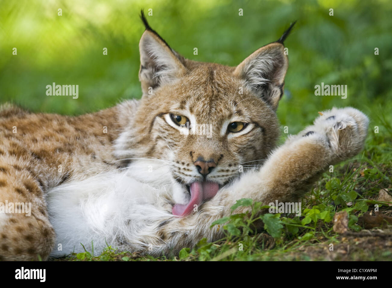 Lynx grooming hi-res stock photography and images - Alamy