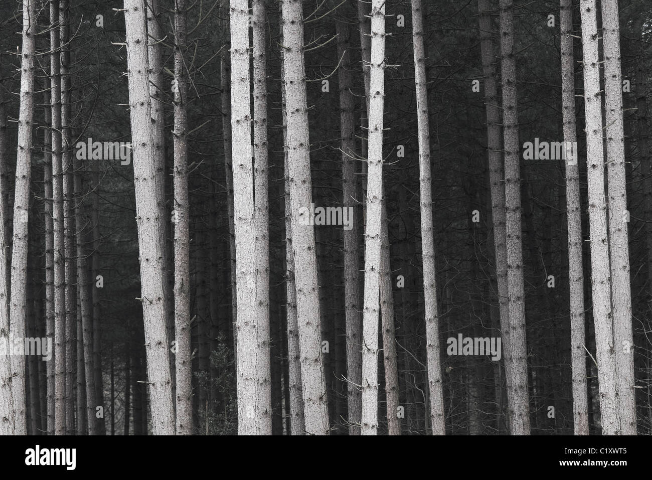 pine tree trunks in forest, norfolk, england Stock Photo