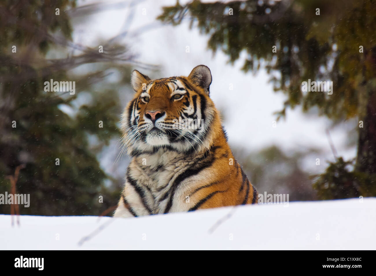 Siberian tiger Stock Photo