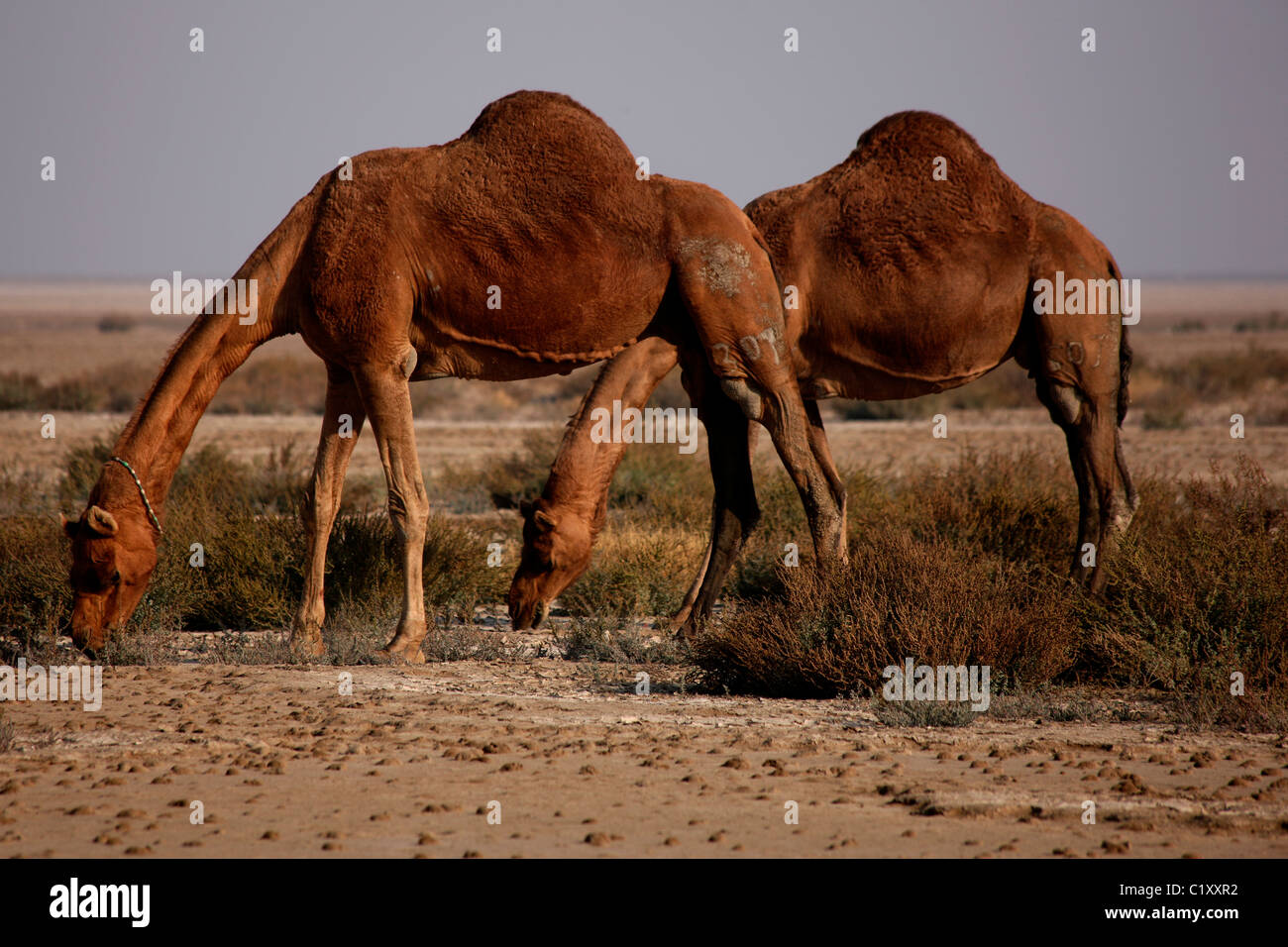 Two wild camels grazing in Rajasthan, India Stock Photo