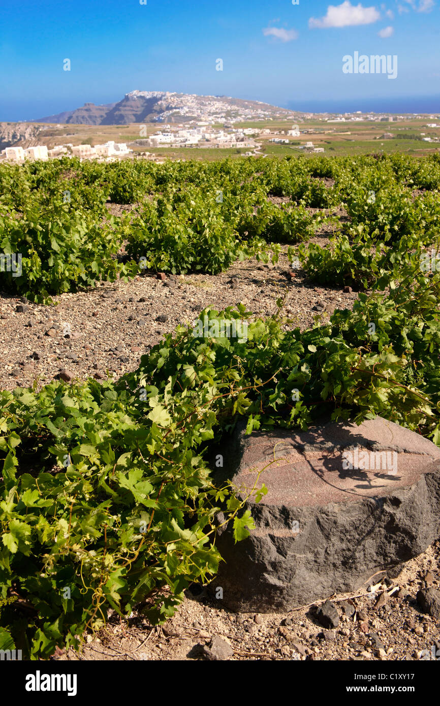 Low growing vines of Santorini, Greece Stock Photo
