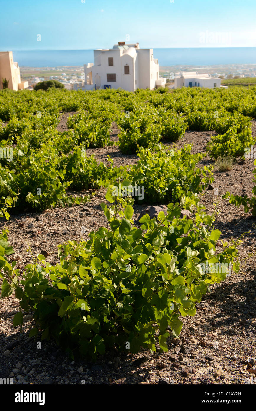 Low growing vines of Santorini, Greece Stock Photo