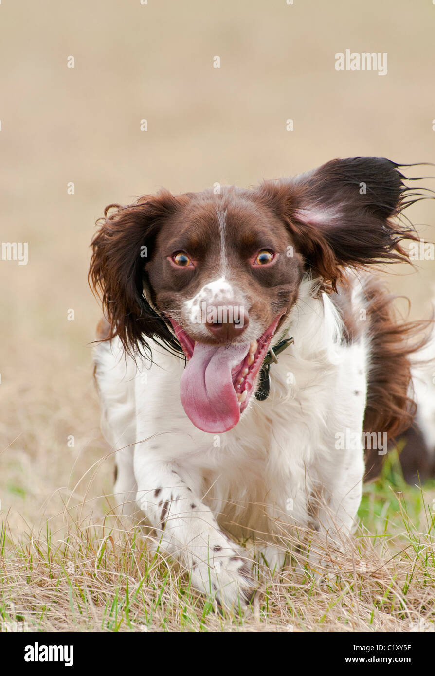 English Springer Spaniel dog out exercising and running Stock Photo
