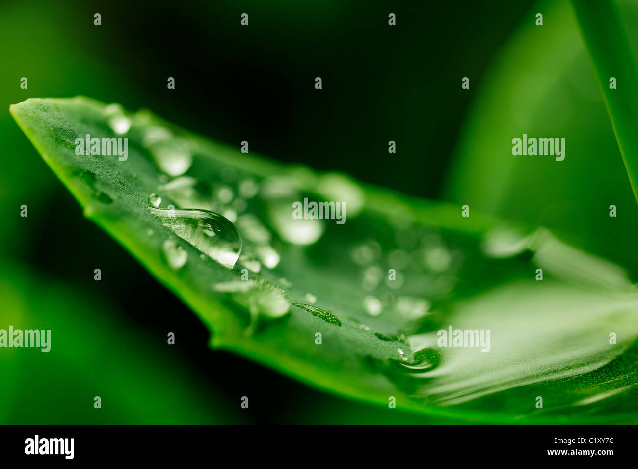 Water drops on a vibrant green leaf Stock Photo