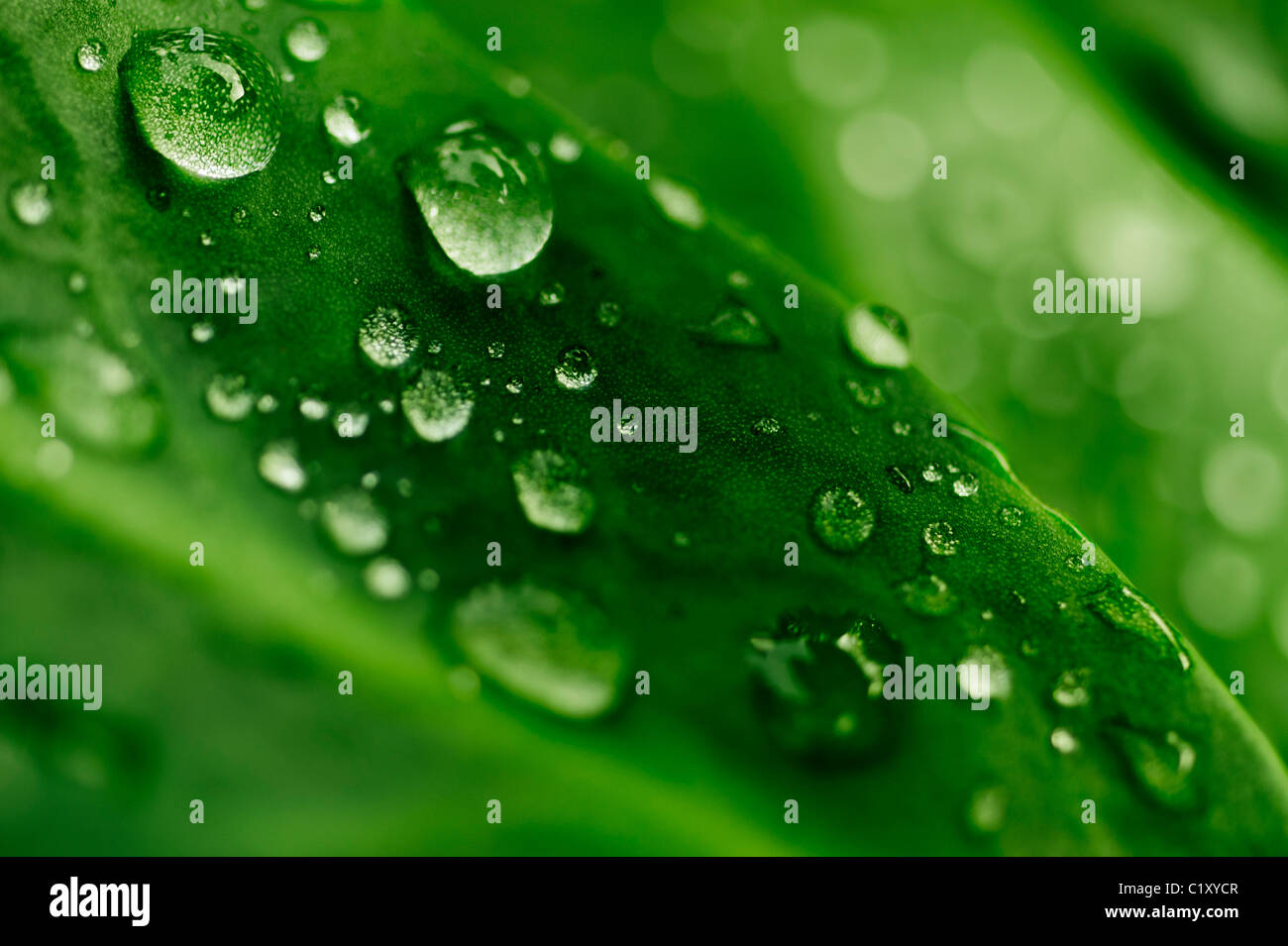 Water drops on a vibrant green leaf Stock Photo