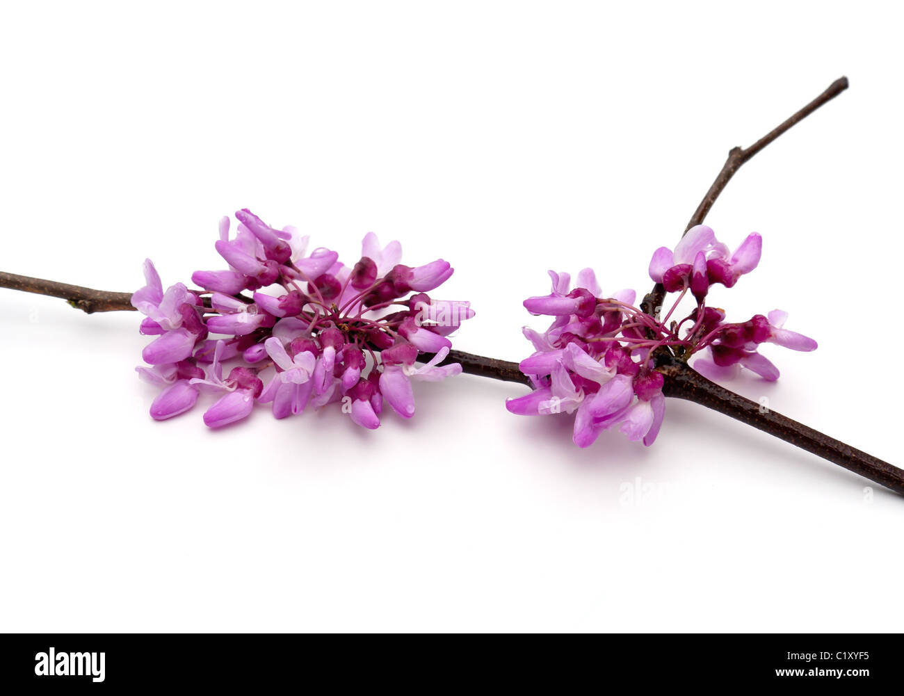 Eastern Redbud (Cercis canadensis) on a white background Stock Photo