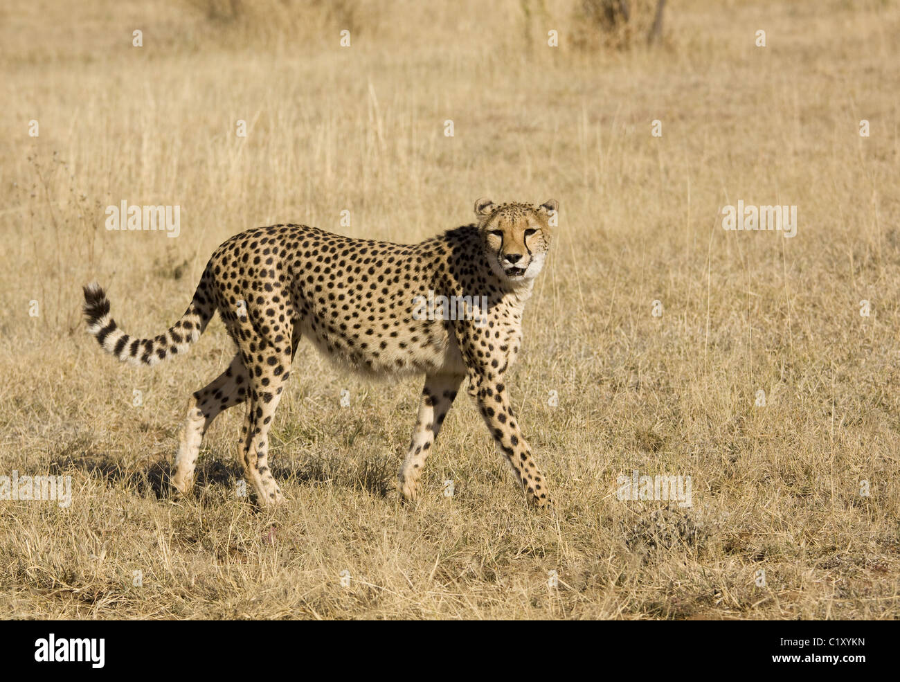 Cheetah Stock Photo