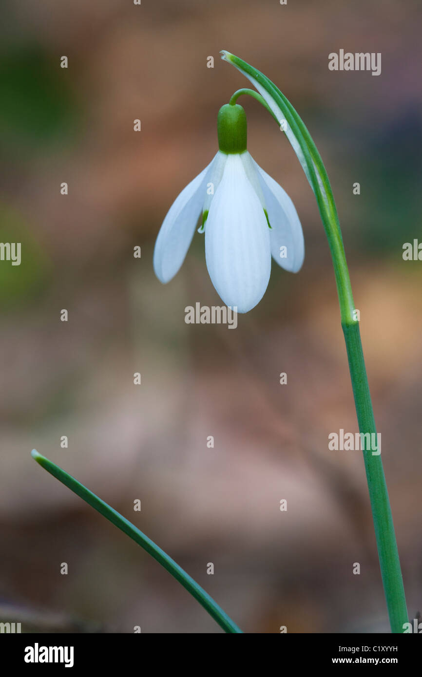 Snowdrop Galanthus nivalis in flower Stock Photo