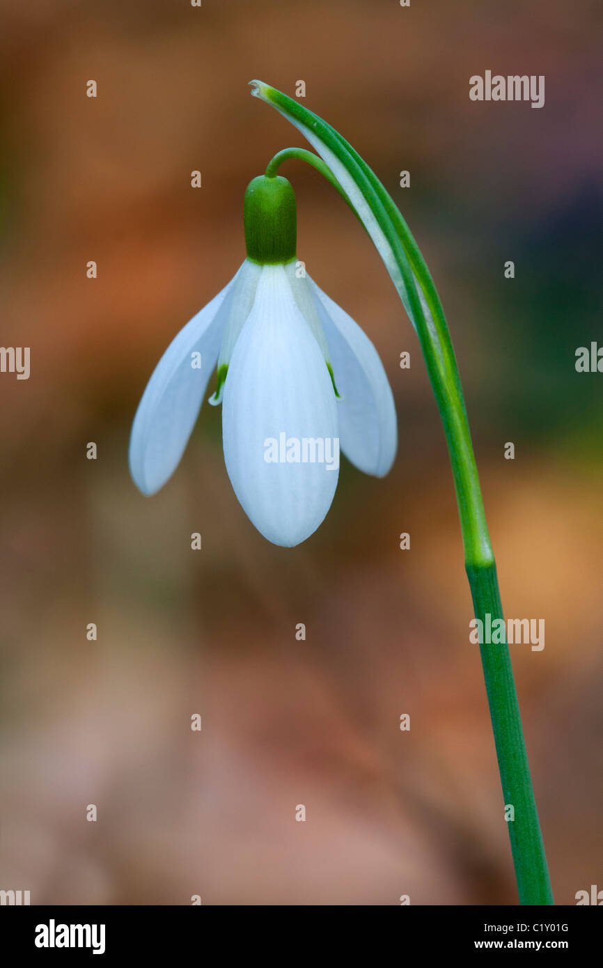 Snowdrop Galanthus nivalis in flower Stock Photo